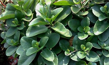 Cây lá bỏng: Không chỉ trị bỏng