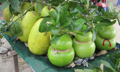 Trước tết 2 tháng, hoa quả tiền triệu đã được chào bán