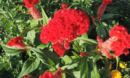 Hoa mào gà chữa bạch đới