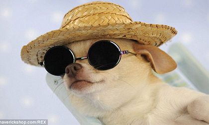 Ảnh siêu 'kute': Dân chơi đích thực