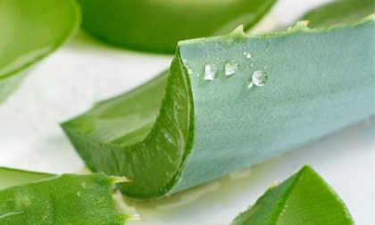 13 loại thảo dược cực độc với bà bầu