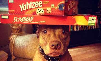 Phì cười với chú chó đội được "cả thế giới" lên đầu