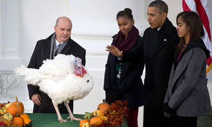 Chú gà tây may mắn được Tổng thống Obama "ân xá"