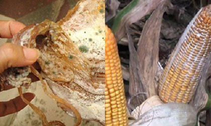 Coi thường nấm mốc ở thực phẩm khô sẽ bị ung thư