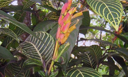 Cây thuốc mới chữa đau dạ dày, đại tràng