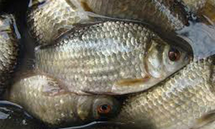 Bài thuốc giúp trị ho gà