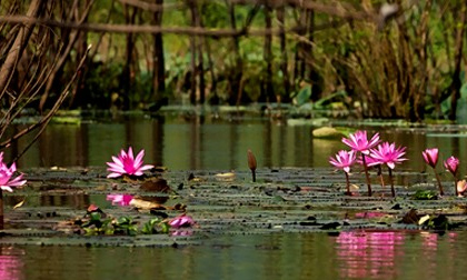 Mùa hoa súng đẹp rực rỡ trên suối Yến