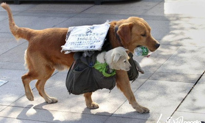 Chó mẹ địu con ra phố... bán