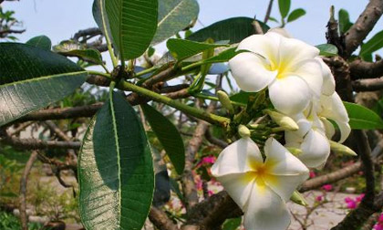 Hoa sứ chữa cao huyết áp