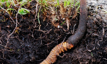 Đông trùng hạ thảo: Làm đẹp hay cải thiện sinh lý đều "đệ nhất"