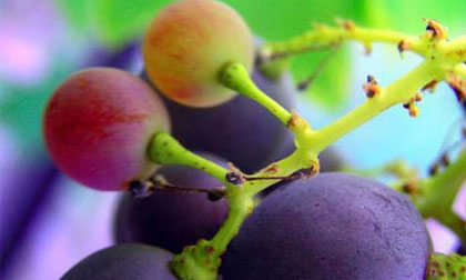 Công dụng tuyệt vời từ hạt nho