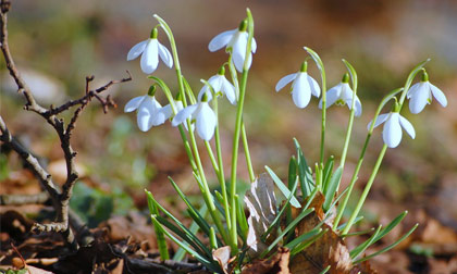 Ngắm những bông hoa tuyết đẹp tinh khiết