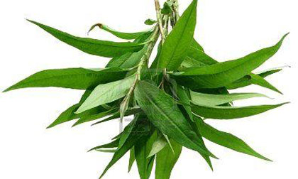 Minh oan cho rau răm: Dùng đúng cách còn có lợi cho "chuyện ấy"