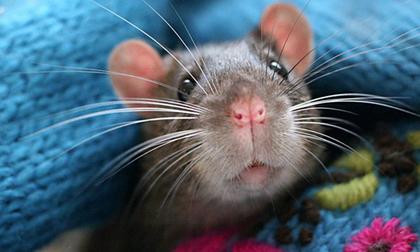 Ngắm những chú chuột con dễ thương