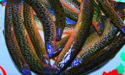 Cá chạch: Vừa tráng dương vừa kéo dài tuổi thọ