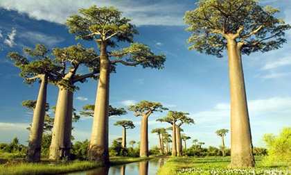 Ngoạn mục đại lộ cây bao báp ở Madagascar