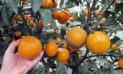 Đại gia vào cuộc săn đào, cây ngũ quả "nghìn đô" chơi Tết