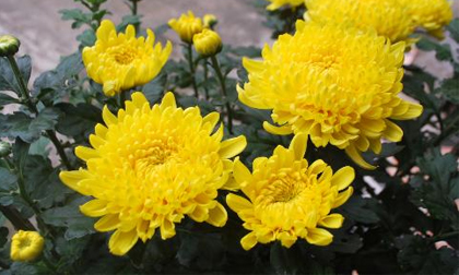 Hoa cúc chữa viêm tuyến vú