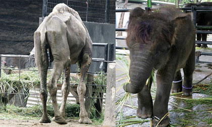 Động vật chết dần chết mòn trong vườn thú ở Indonesia