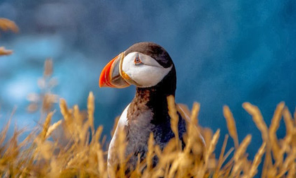 Đến Iceland làm bạn với chim biển