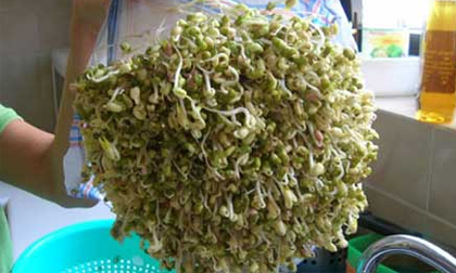 Giá đỗ có tác dụng giải độc đa năng