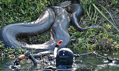 Cận cảnh chú rắn khổng lồ hung bạo nhất hành tinh dài 8 mét