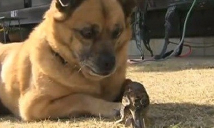 Chó "yêu say đắm" một chú chim non