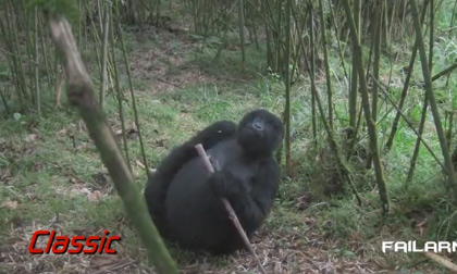 Những tai nạn vui nhộn nhất tháng 1