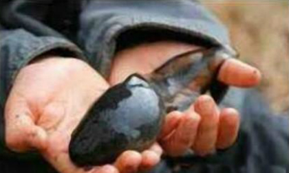 Nòng nọc khổng lồ đầu to bằng quả trứng