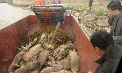 6.000 lợn chết trôi sông làm dân Thượng Hải lo lắng