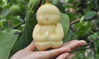  Trung Quốc: Sốt quả lê hình em bé như trong phim Tây Du Ký