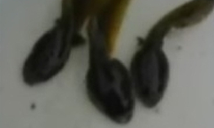 Nuốt sống 3 con nòng nọc vì muốn mang lên máy bay