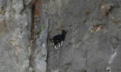 "Choáng" với cảnh dê kiếm ăn trên vách núi dựng đứng