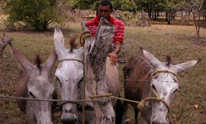 Kỳ lạ tập quán “sex” với… lừa