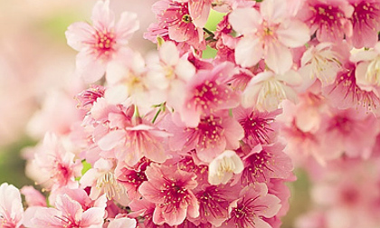 Ngợp mắt ngắm hoa anh đào nở rộ vào mùa xuân ở Nhật Bản