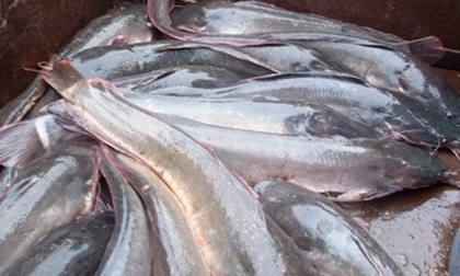 Câu được hàng trăm con cá trê lớn ở hồ đại học Y