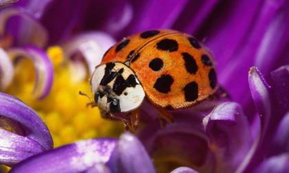 Zoom cận cảnh những côn trùng nhỏ tuyệt đẹp (P8)