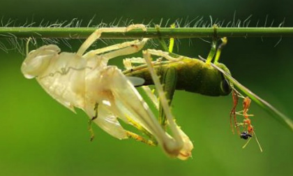 Cận mắt châu chấu lột xác đẹp lạ