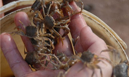 Xôn xao nghi án cua đồng nhiễm độc