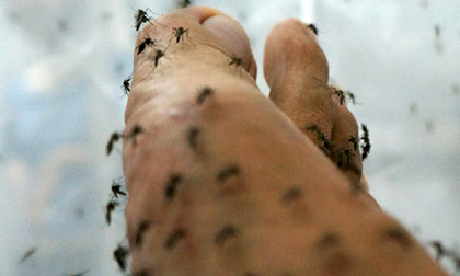 Thăm trại nuôi... muỗi và người cho muỗi 'uống' máu