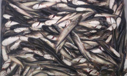 Cá trê Trung Quốc ‘đột biến’ thích ăn thịt ở Hà Nội