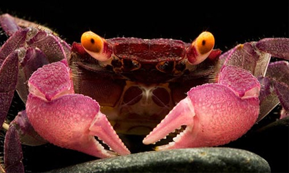 Chán rắn rết, giới trẻ chơi... cua ma