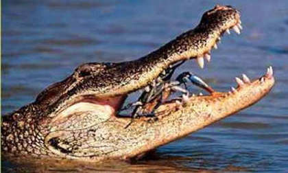 10 quái thú ăn thịt người kinh khủng nhất lịch sử