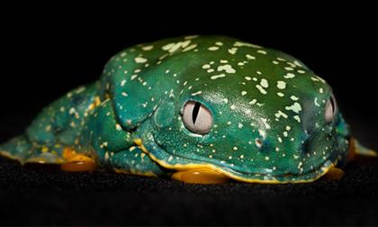 Cận cảnh những chú ếch lạ mắt nhất hành tinh