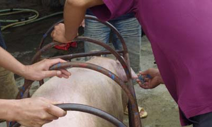 Kinh hoàng thịt lợn tiêm thuốc an thần