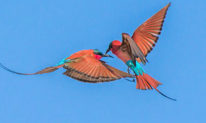 Khoảnh khắc hiếm hoi hai chú chim quyết đấu giữa bầu trời