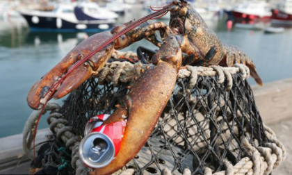 Bắt sống ‘quái vật tôm hùm’ 60 năm tuổi