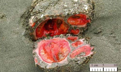 Kinh ngạc “hòn đá… chảy máu”