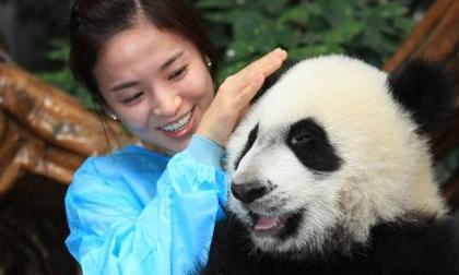 Hình ảnh Song Hye Kyo thân thiện ôm gấu trúc 'gây sốt'