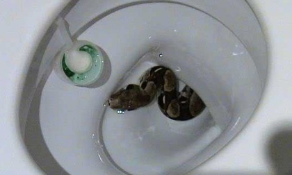 Đi vệ sinh, bị rắn cắn vào "của quý"